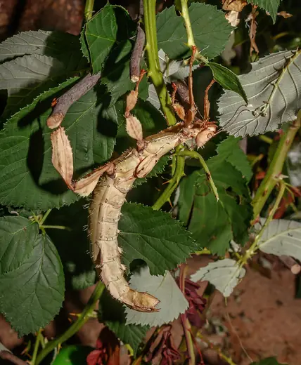 Spiny leaf insect, photo 3 of 3