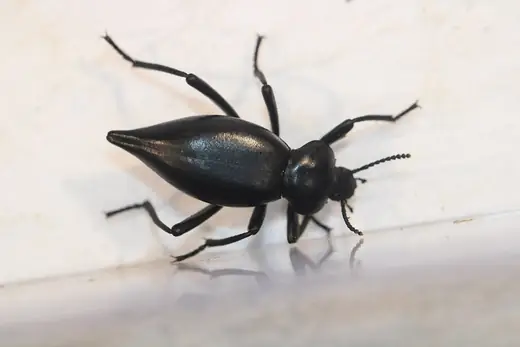 Pinacate beetle, photo 1 of 3
