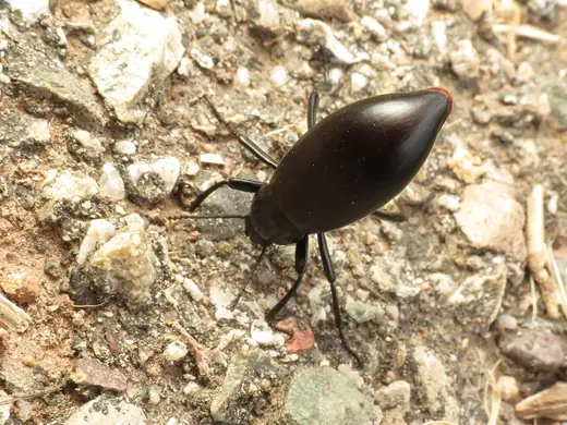 Pinacate beetle, photo 2 of 3
