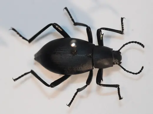 Pinacate beetle, photo 3 of 3