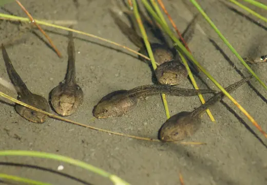 Frog tadpoles, photo 1 of 3