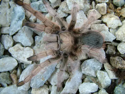 Desert blonde tarantula, photo 1