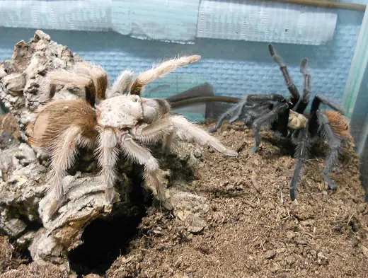 Desert blonde tarantula, photo 2