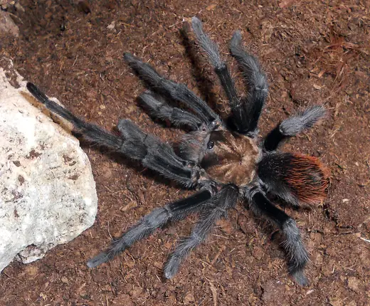 Desert blonde tarantula, photo 3