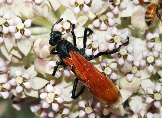 Tarantula hawk wasp, photo 1