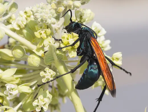 Tarantula hawk wasp, photo 2