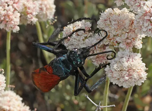 Tarantula hawk wasp, photo 3