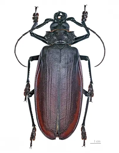 Titan beetle, photo 1 of 3