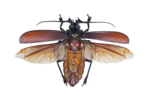 Titan beetle, photo 2 of 3