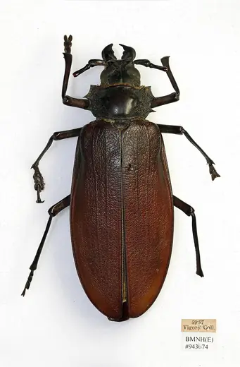 Titan beetle, photo 3 of 3