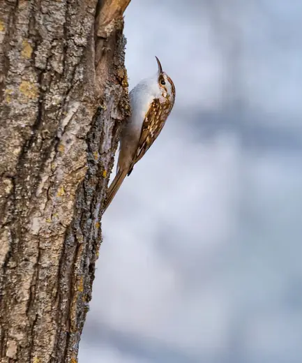 Treecreeper, photo 1 of 3