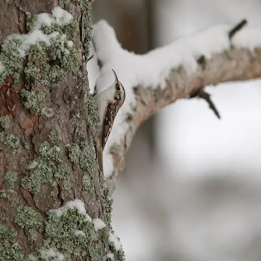 Treecreeper, photo 2 of 3