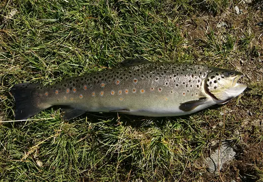 Brown trout, photo 2 of 3