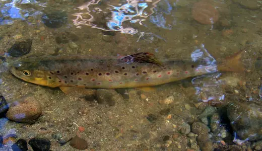 Brown trout, photo 3 of 3