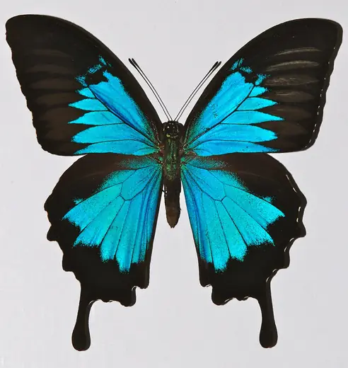 Ulysses butterfly, photo 1