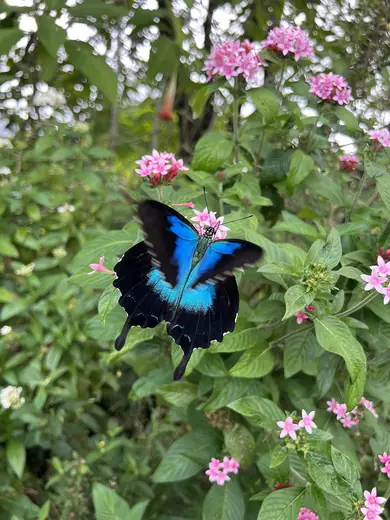 Ulysses butterfly, photo 2