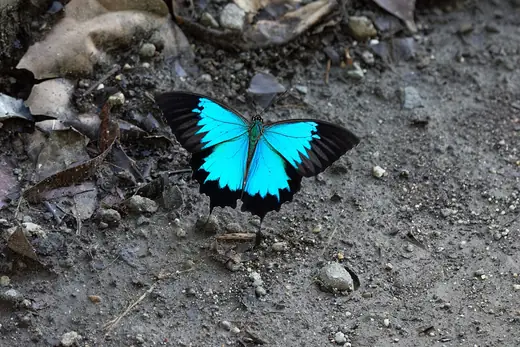 Ulysses butterfly, photo 3