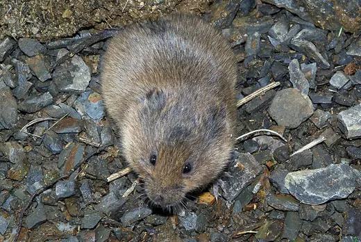 Field vole, photo 1 of 3