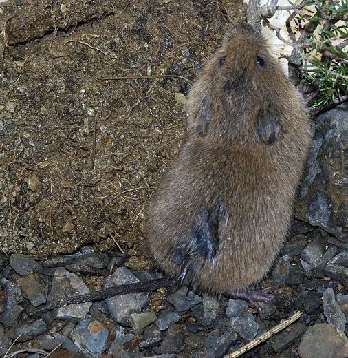 Field vole, photo 2 of 3