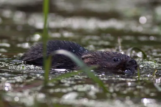 Water vole, photo 1 of 3