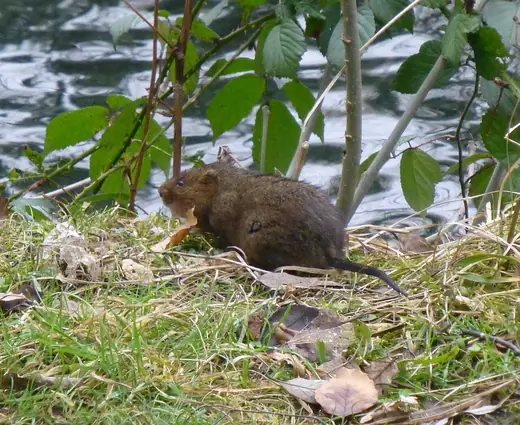Water vole, photo 2 of 3