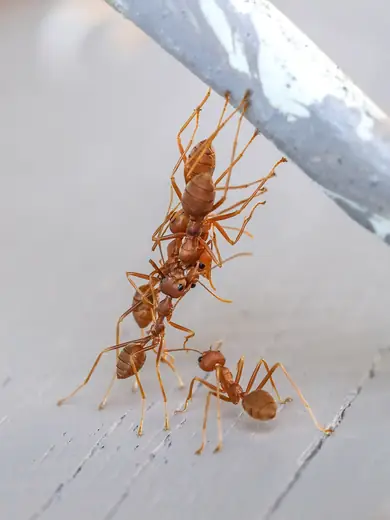 Weaver ants, photo 1 of 3