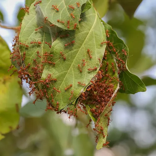 Weaver ants, photo 2 of 3