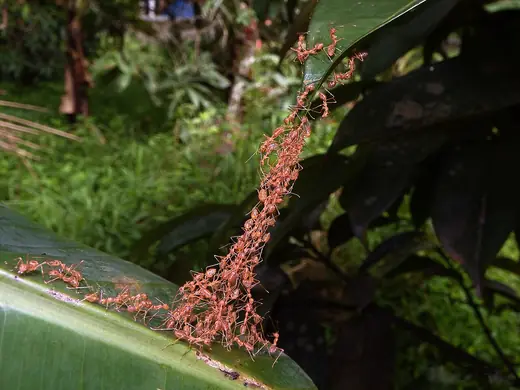 Weaver ants, photo 3 of 3