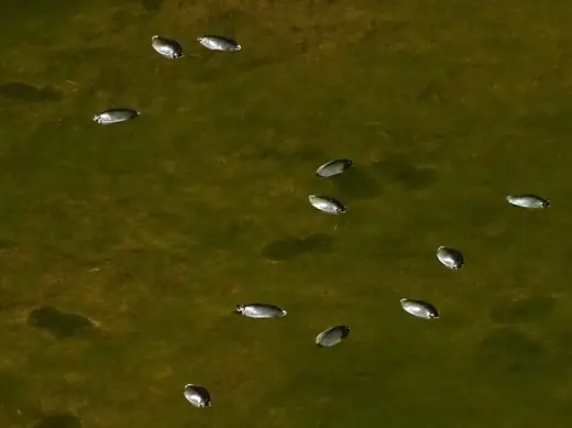 Whirligig beetle, photo 2 of 3