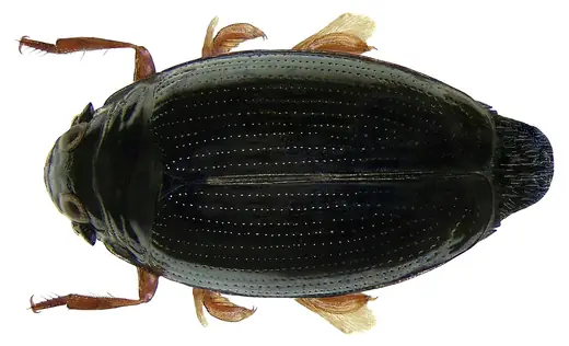 Whirligig beetle, photo 3 of 3