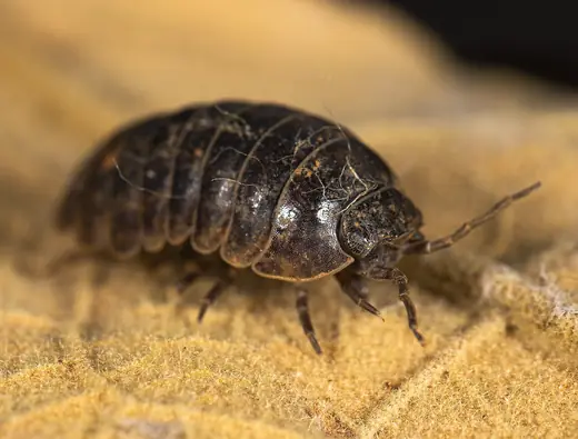 Common pill woodlouse, photo 1 of 3