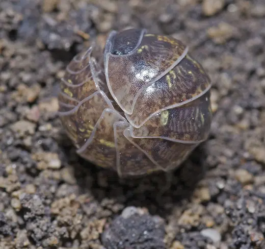Common pill woodlouse, photo 2 of 3