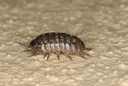 Common pill woodlouse, photo 3 of 3