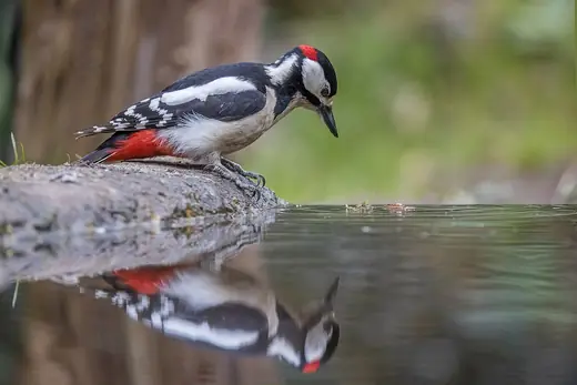 Great spotted woodpecker, photo 3 of 3