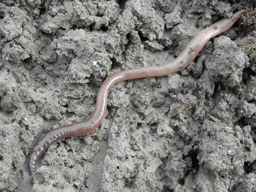 Common earthworm, photo 1 of 3