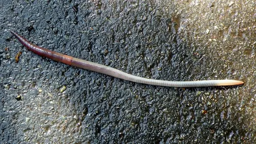Common earthworm, photo 3 of 3