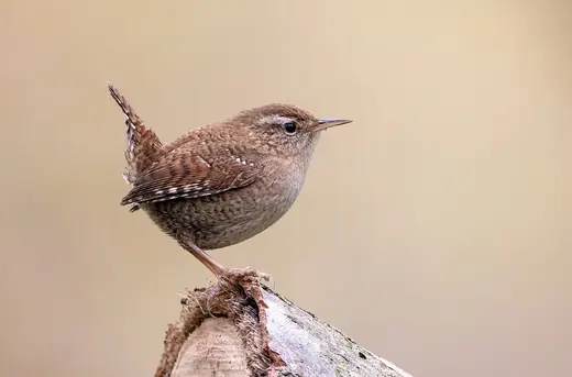 Wren, photo 1 of 3